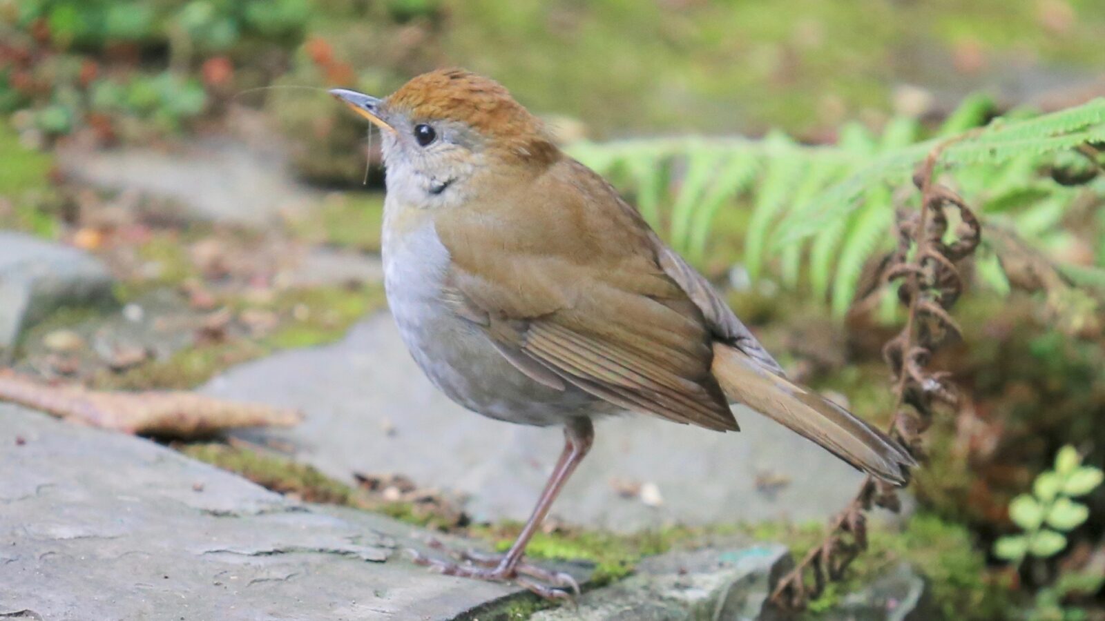 Ruddy-capped Nightingale-Thrush