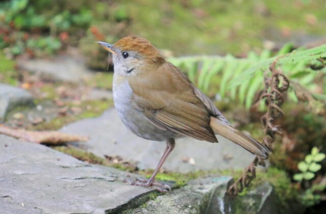 Ruddy-capped Nightingale-Thrush