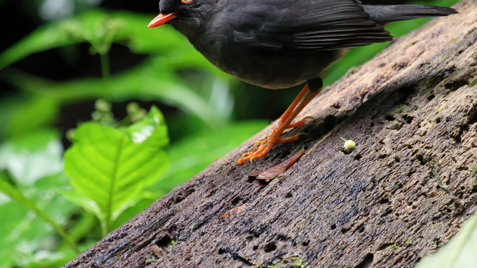 Slaty-backed Nightingale-Thrush