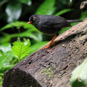 Slaty-backed Nightingale-Thrush