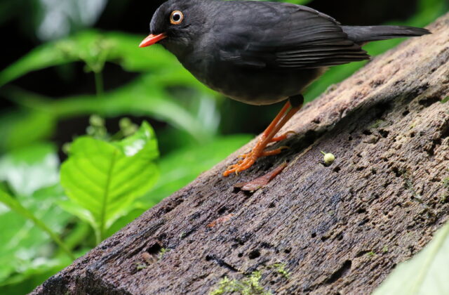 Slaty-backed Nightingale-Thrush