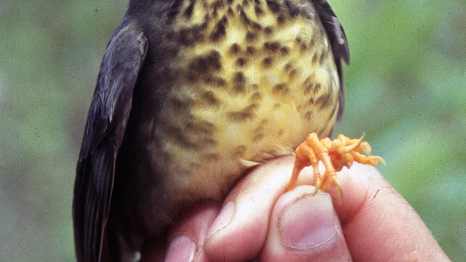 Speckled Nightingale-Thrush