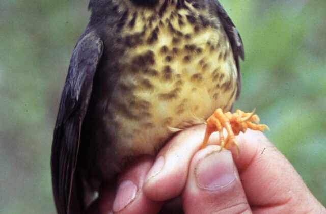 Speckled Nightingale-Thrush
