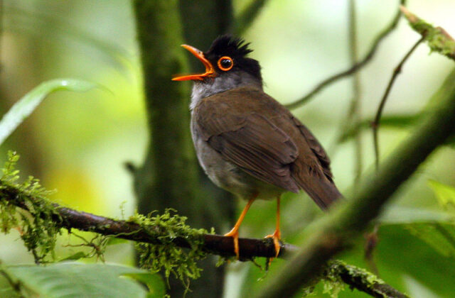 Black-headed Nightingale-Thrush