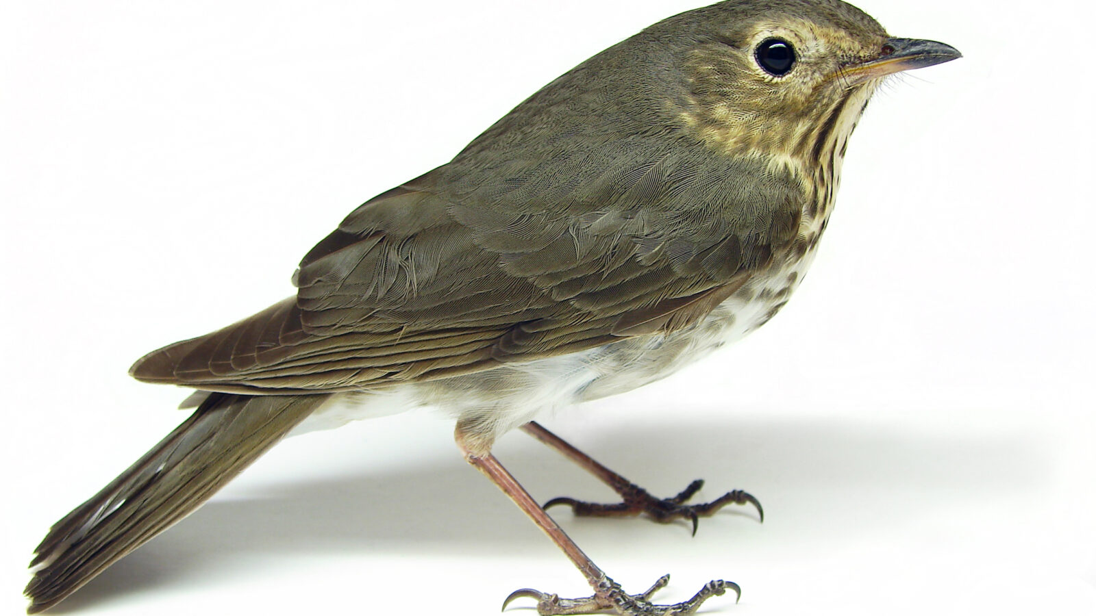 Swainson’s Thrush