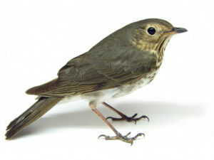 Swainson’s Thrush