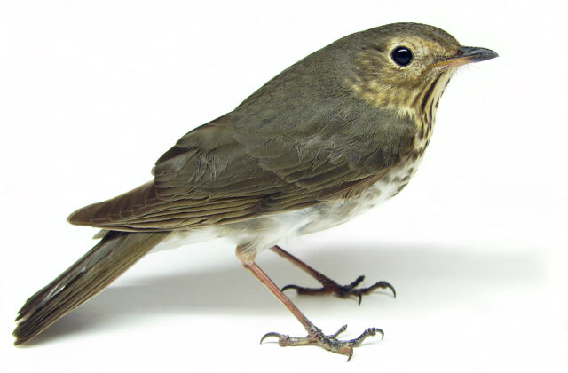 Swainson’s Thrush
