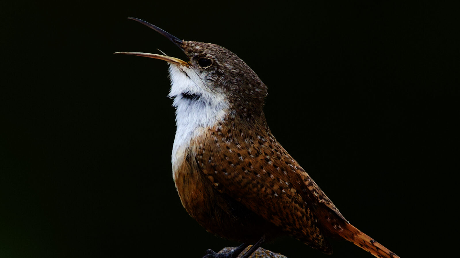 Canyon Wren