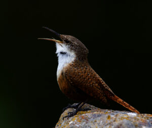 Canyon Wren