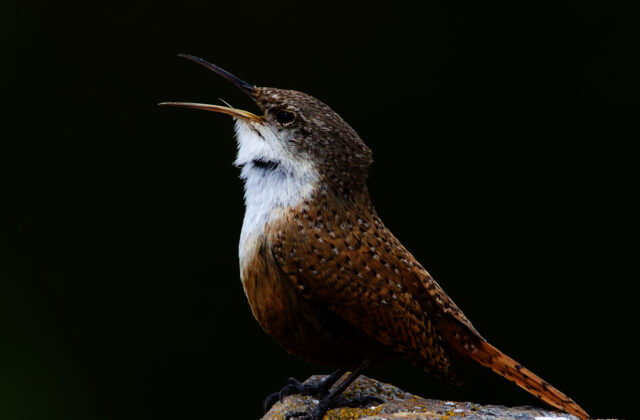 Canyon Wren