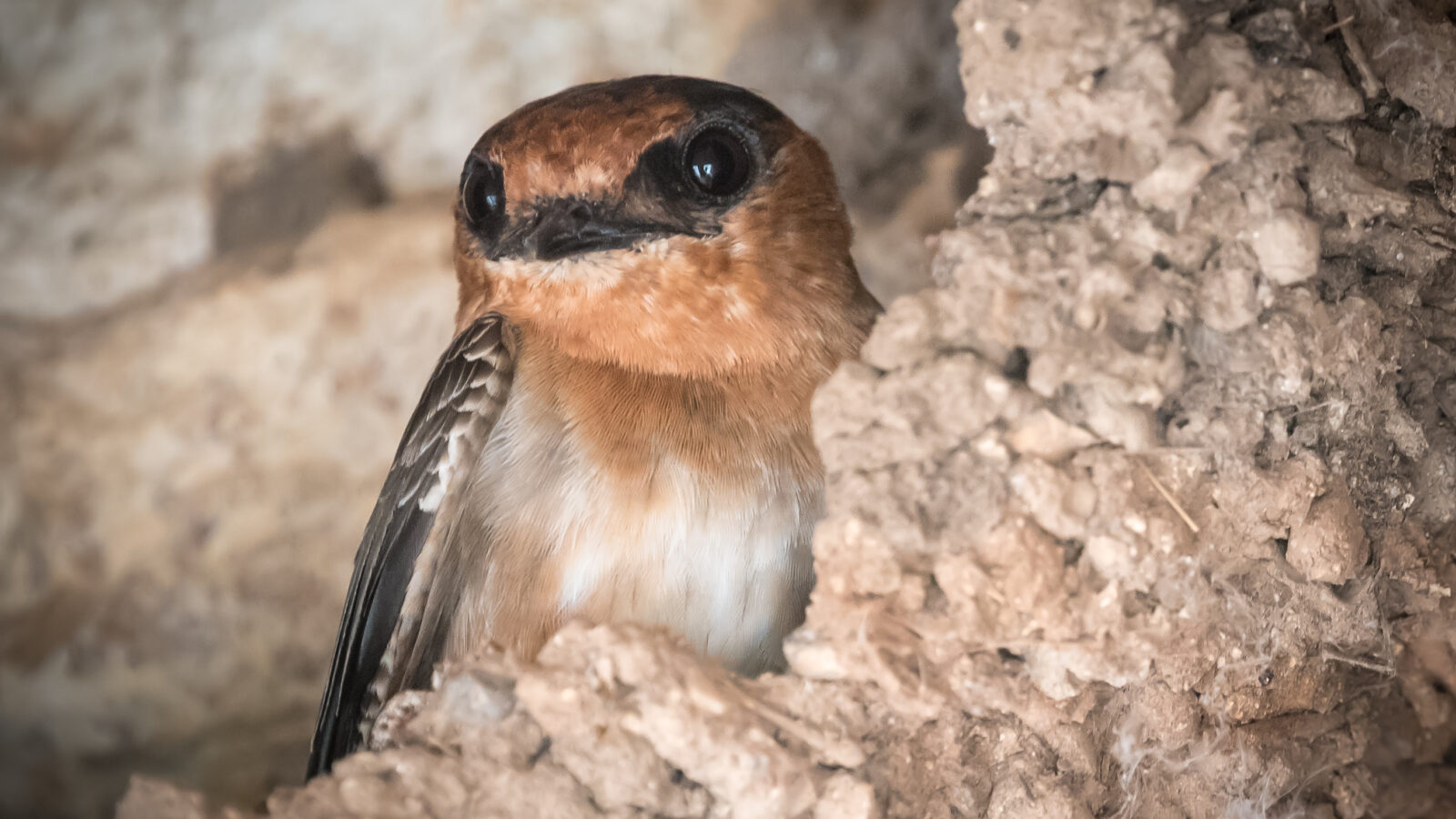 Cave Swallow