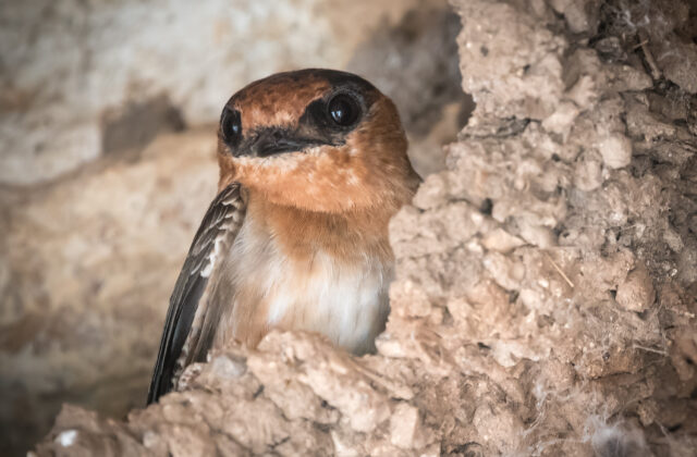 Cave Swallow