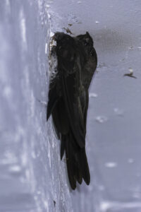 Cave Swiftlet