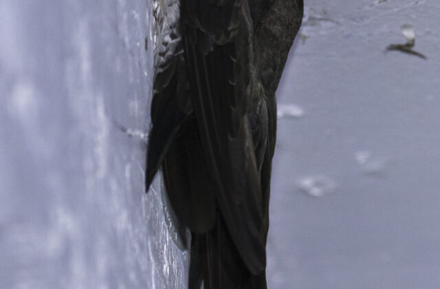 Cave Swiftlet