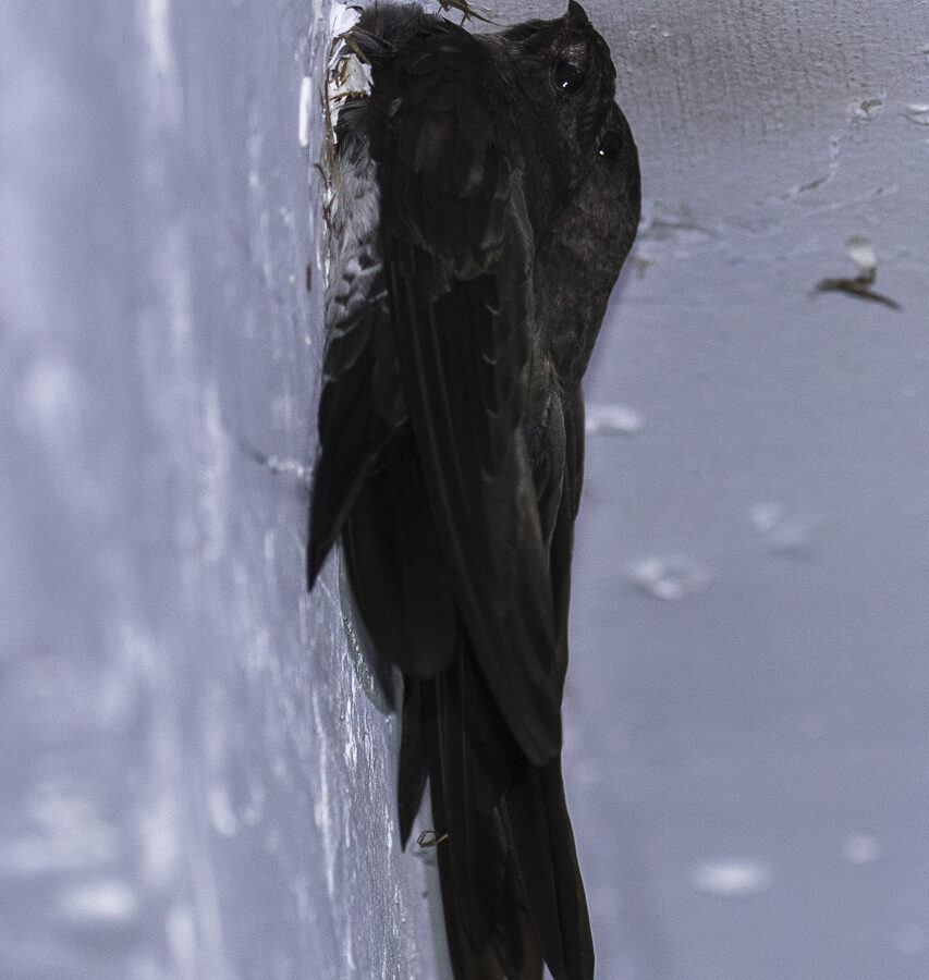 Cave Swiftlet