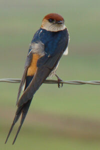 Greater Striped Swallow