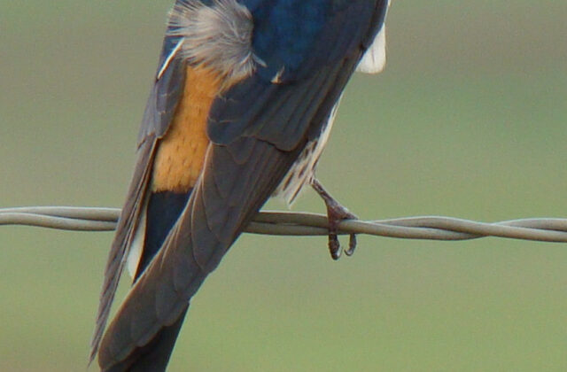 Greater Striped Swallow