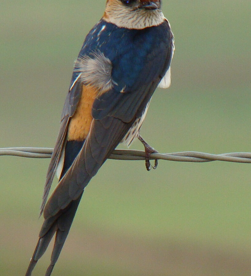 Greater Striped Swallow