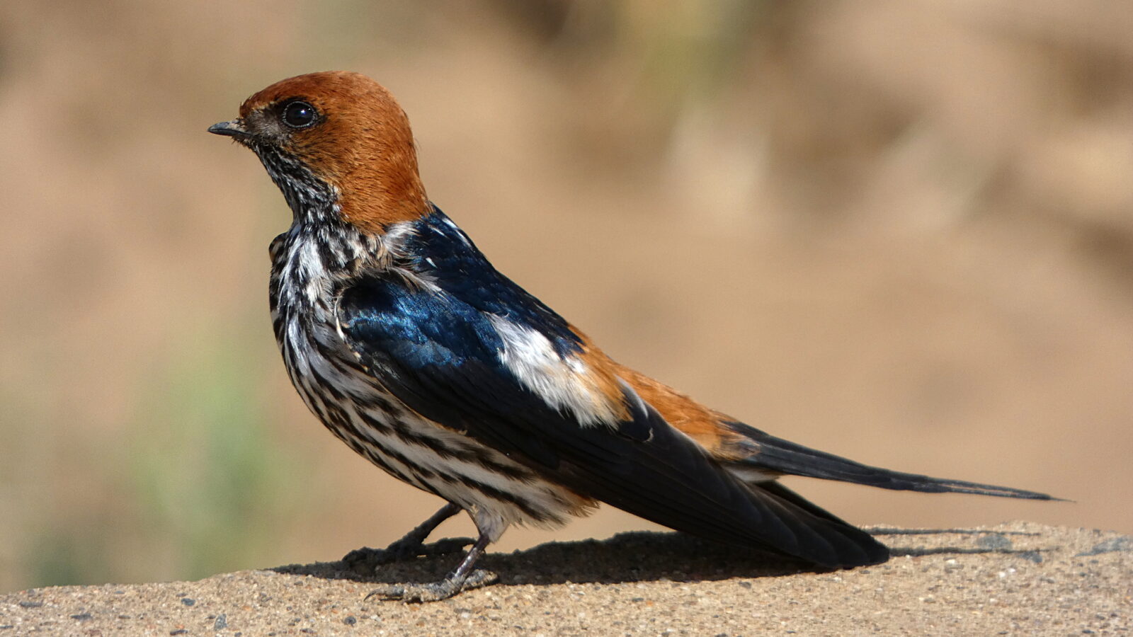 Lesser Striped Swallow