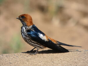 Lesser Striped Swallow