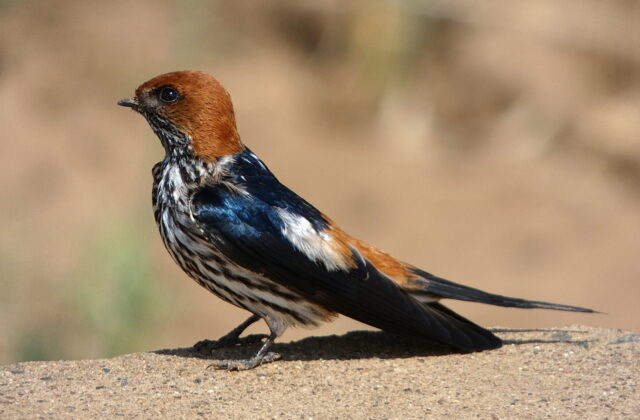 Lesser Striped Swallow
