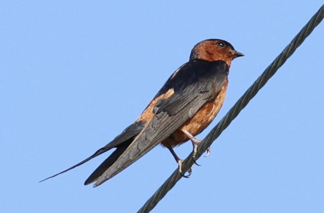 Rufous-bellied Swallow