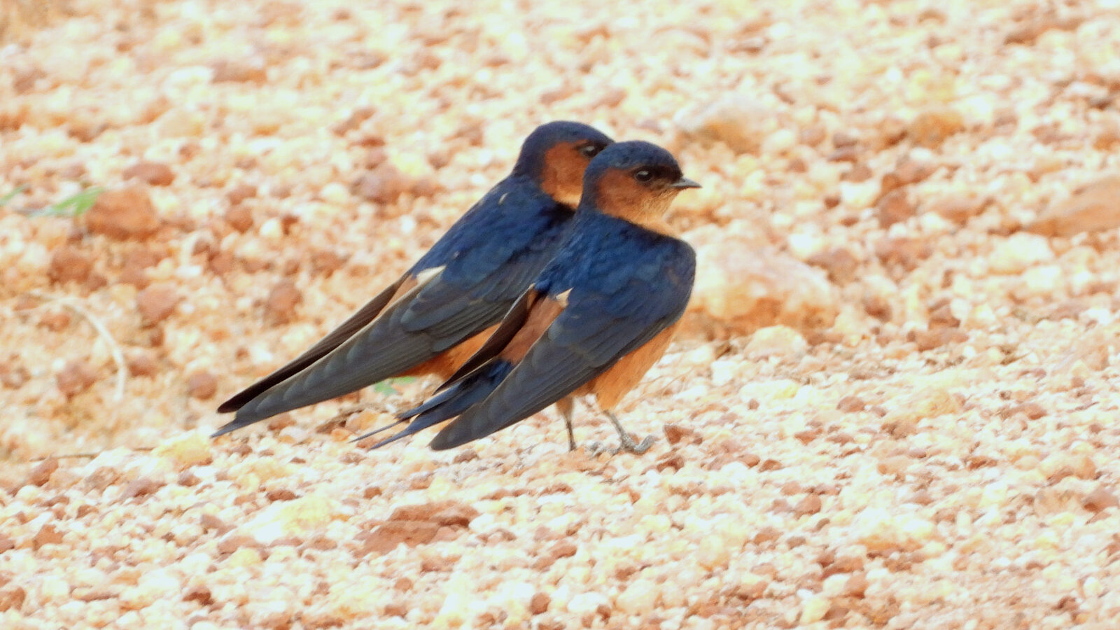 Sri Lanka Swallow