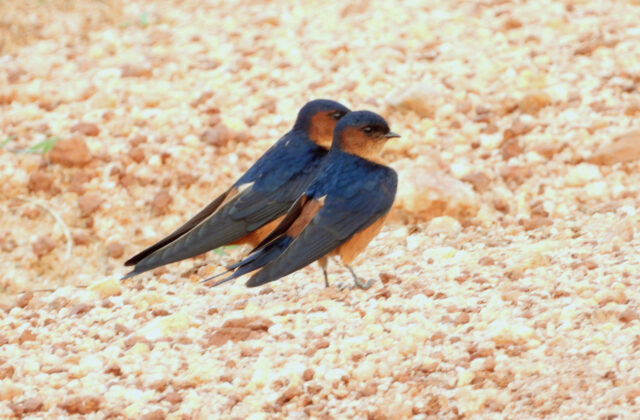 Sri Lanka Swallow