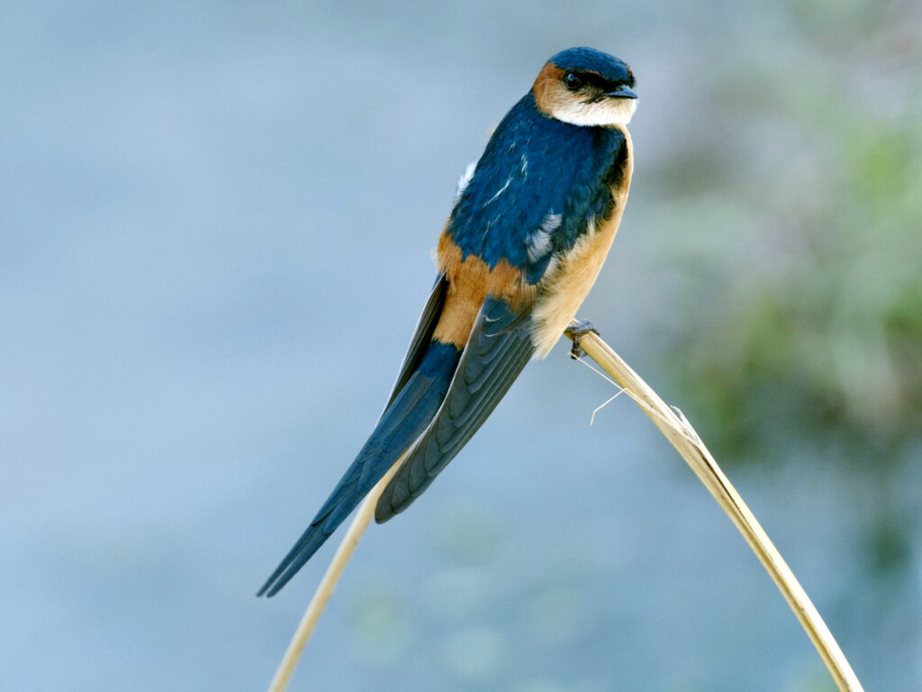 African Red-rumped Swallow