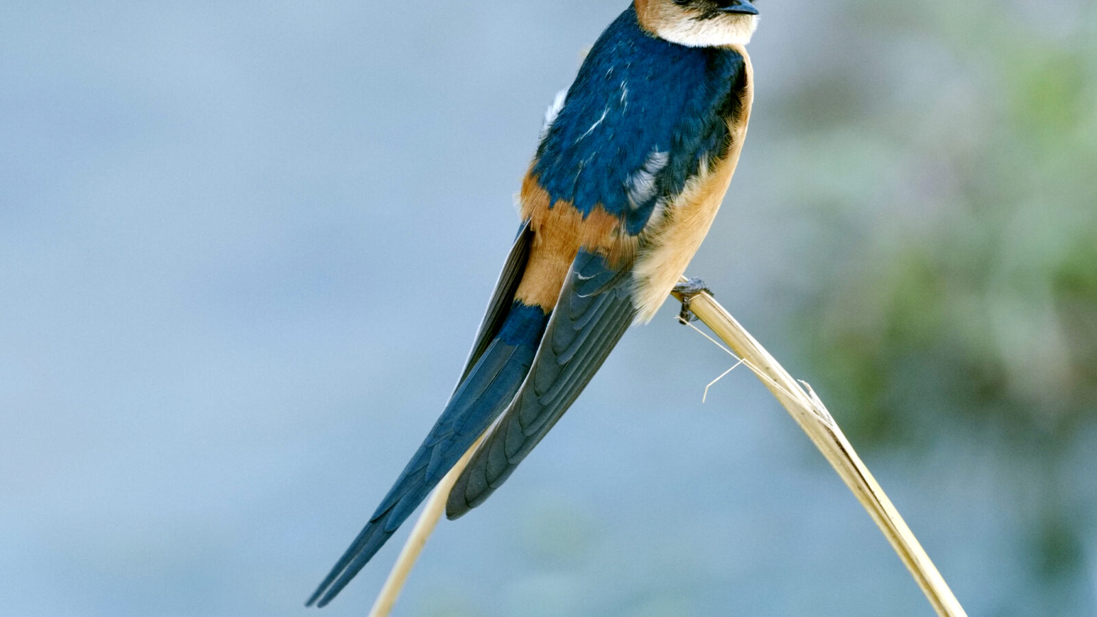 African Red-rumped Swallow