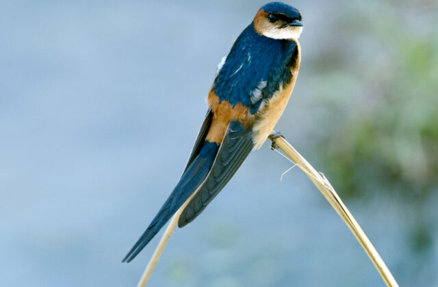 African Red-rumped Swallow