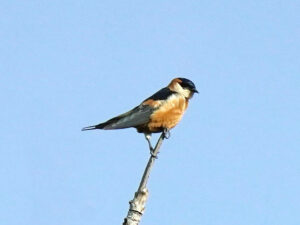 Mosque Swallow