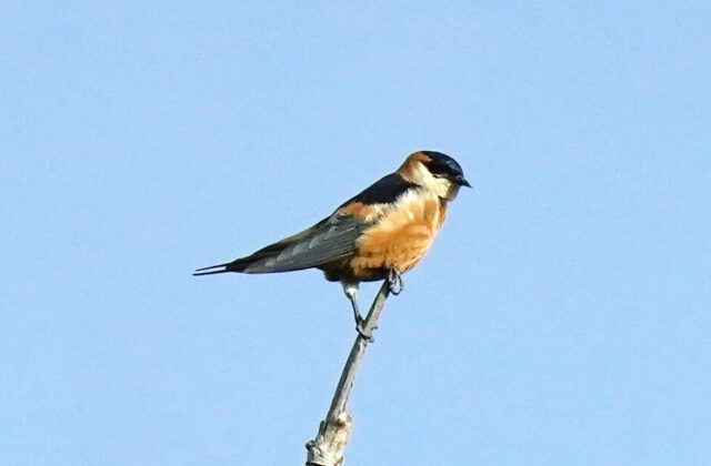 Mosque Swallow