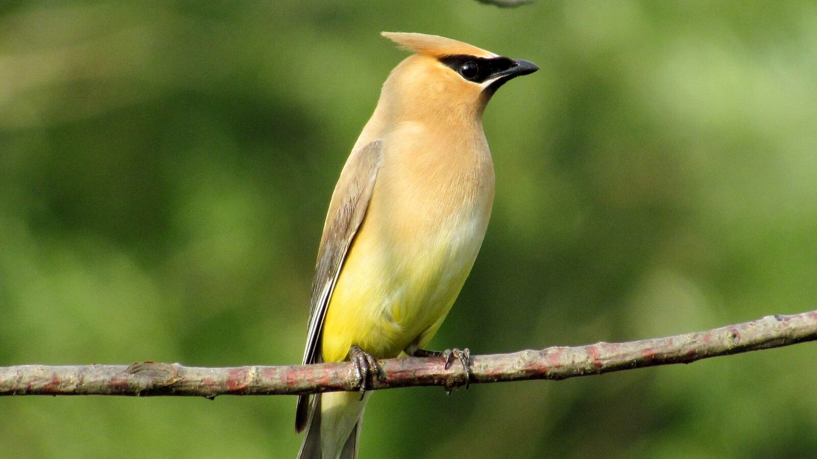 Cedar Waxwing