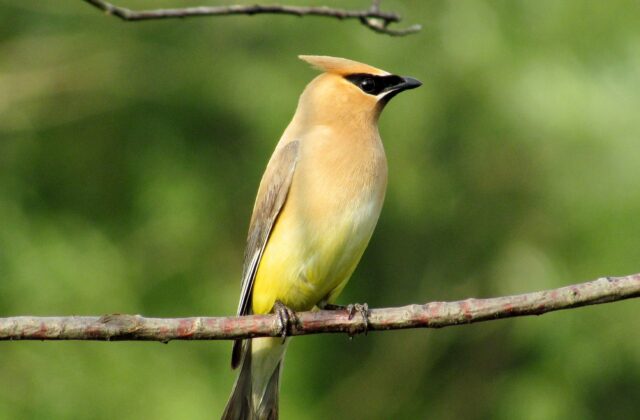 Cedar Waxwing