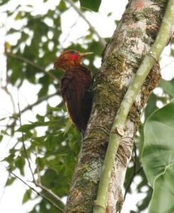 Chestnut-colored Woodpecker