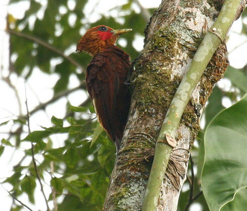 Chestnut-colored Woodpecker