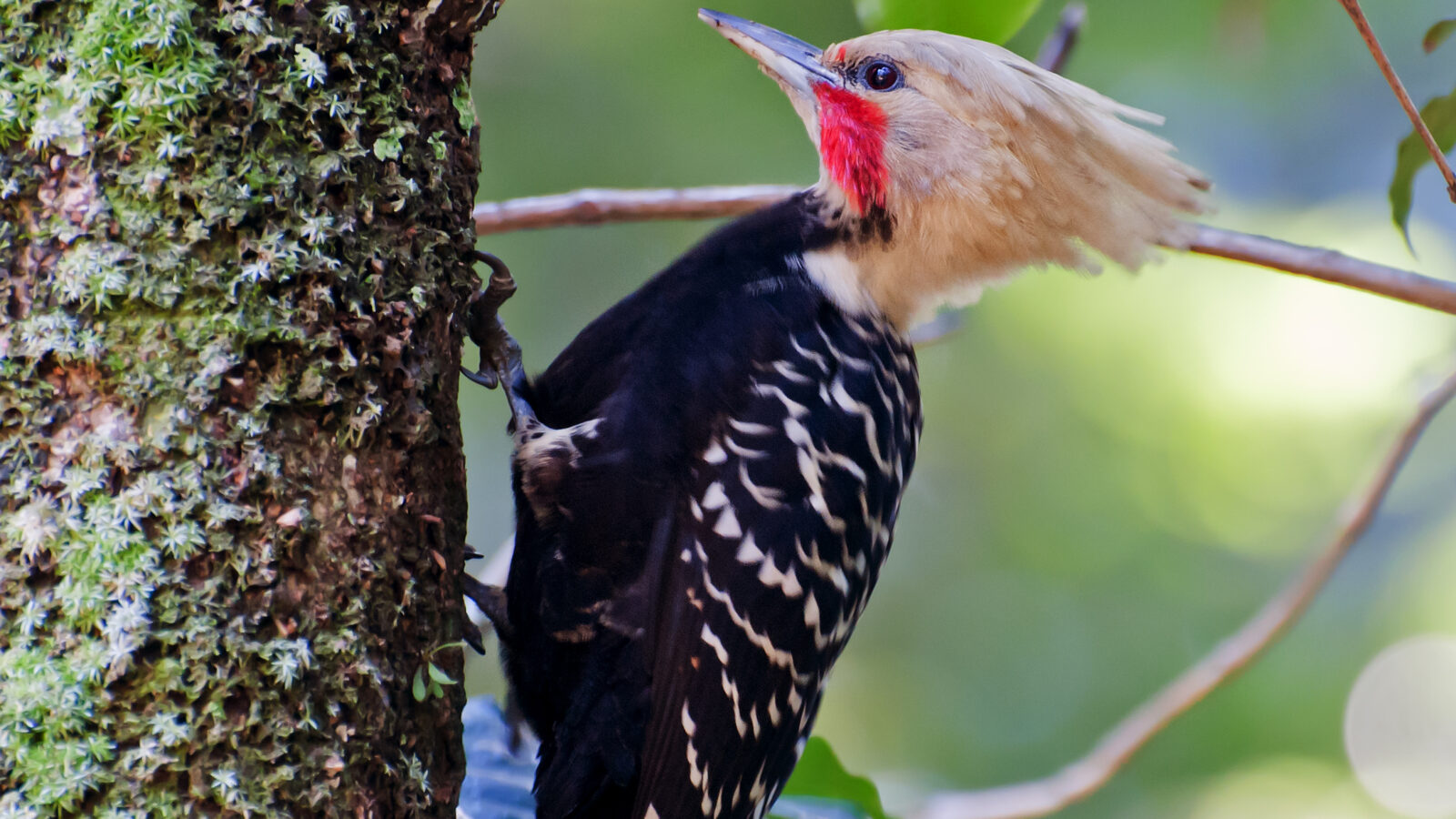 Blond-crested Woodpecker