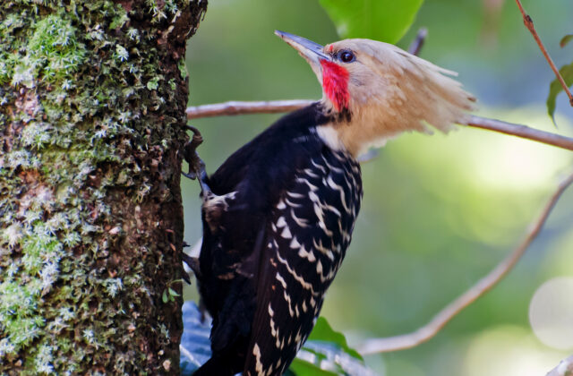 Blond-crested Woodpecker