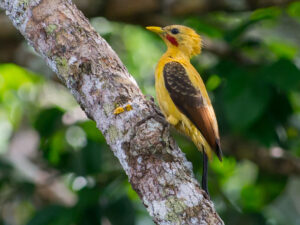 Cream-colored Woodpecker