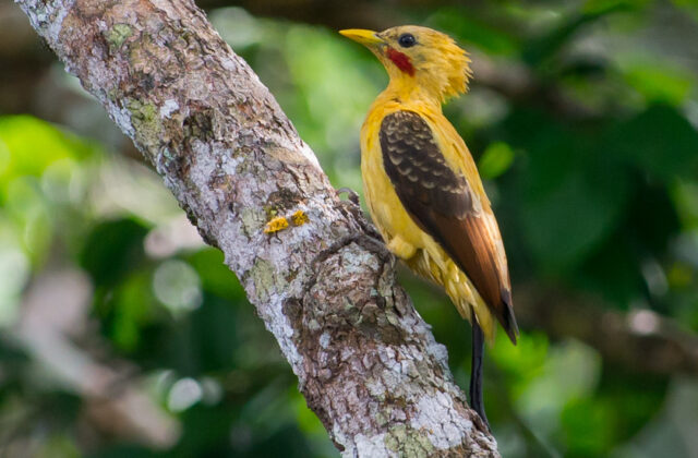 Cream-colored Woodpecker