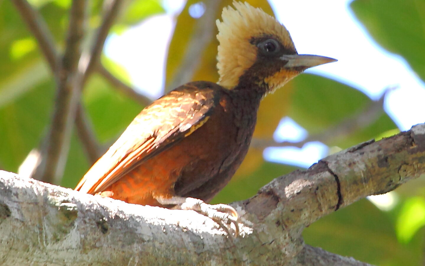 Pale-crested Woodpecker