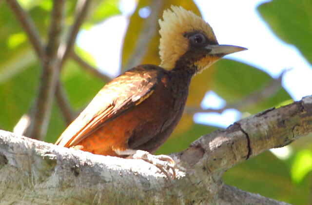 Pale-crested Woodpecker