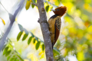 Kaempfer’s Woodpecker