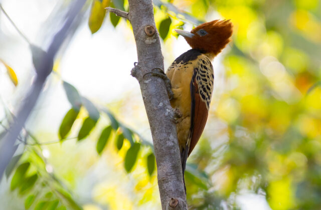 Kaempfer’s Woodpecker