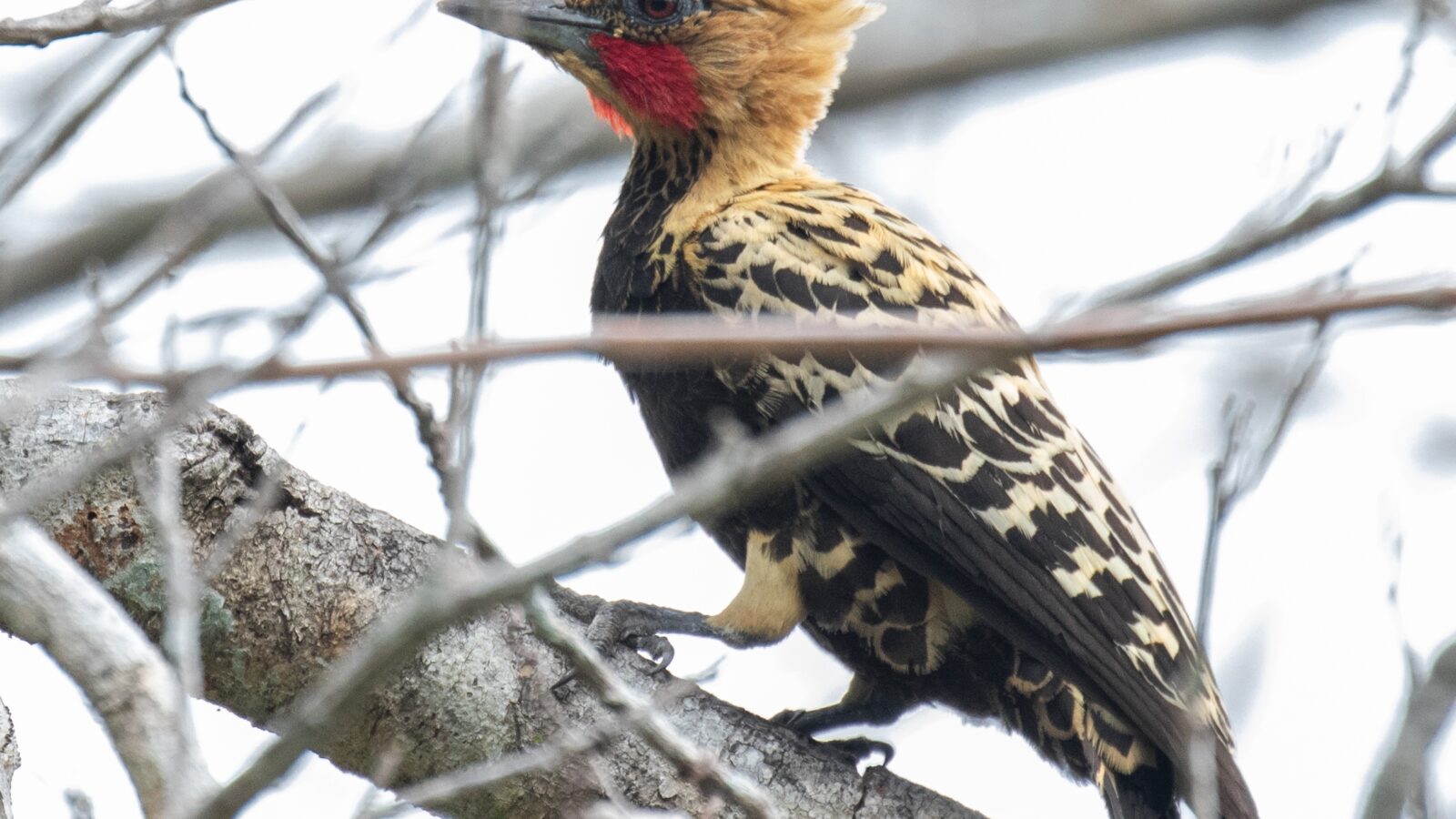 Ochre-backed Woodpecker