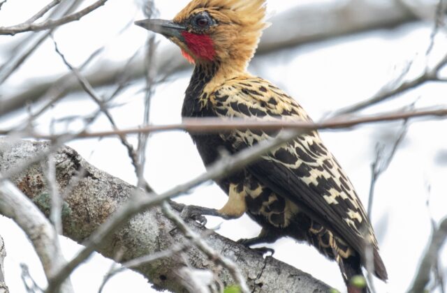 Ochre-backed Woodpecker