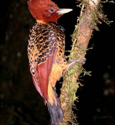 Rufous-headed Woodpecker