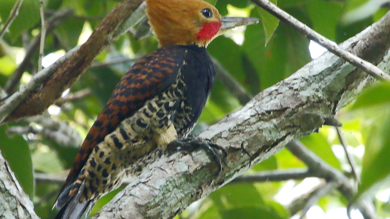 Ringed Woodpecker