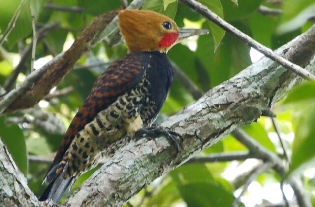 Ringed Woodpecker